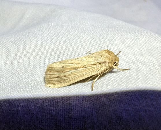 Mythimna impura 