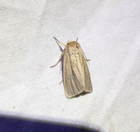 Mythimna impura 