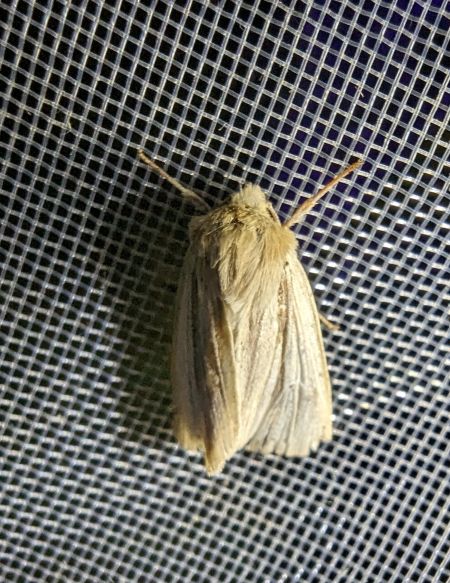 Mythimna impura 