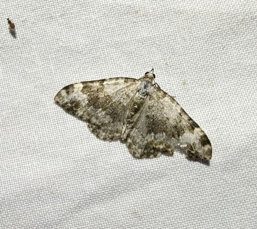 Nebula tophaceata 