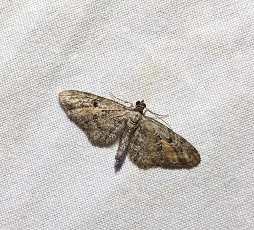 Eupithecia icterata 