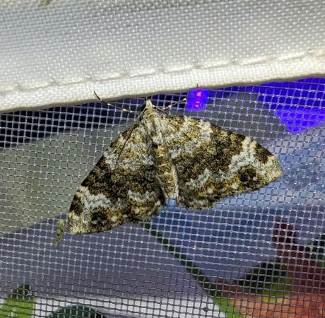 Nebula tophaceata 