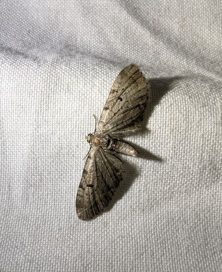 Eupithecia expallidata 
