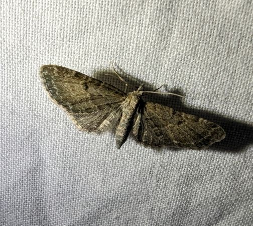 Eupithecia trisignaria 