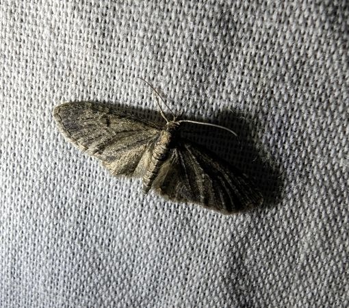 Eupithecia virgaureata 