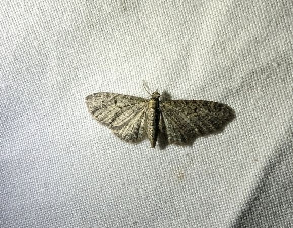 Eupithecia virgaureata 