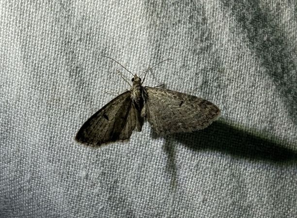 Eupithecia virgaureata 