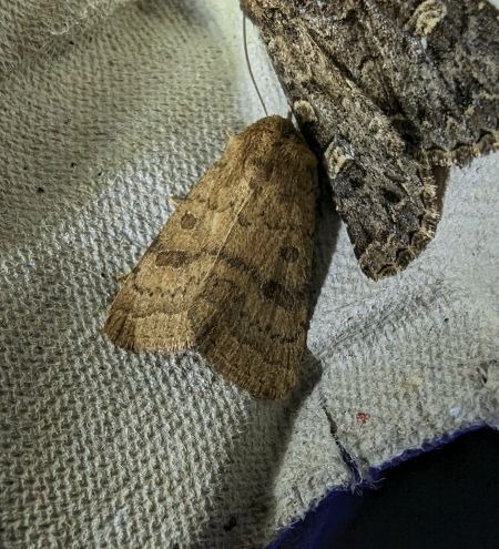 Hoplodrina octogenaria 