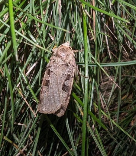 Xestia triangulum 