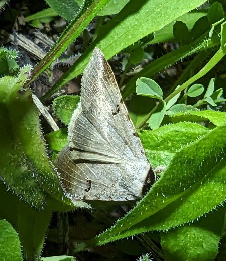 Lygephila craccae 
