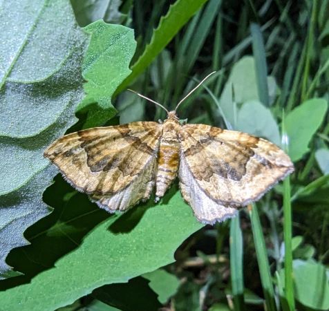 Pelurga comitata 
