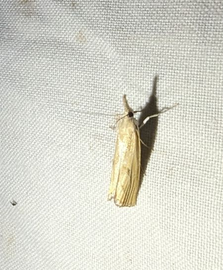 Xanthocrambus saxonellus 