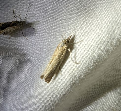 Xanthocrambus saxonellus 
