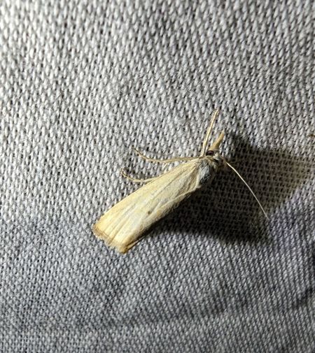 Xanthocrambus saxonellus 