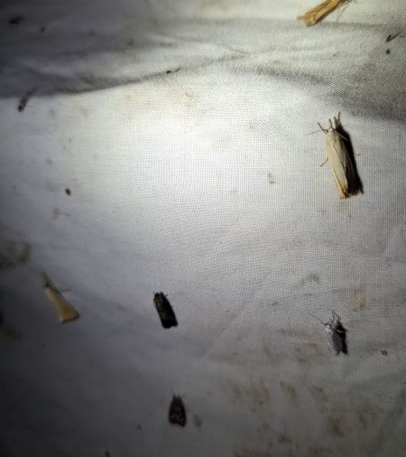 Xanthocrambus saxonellus 