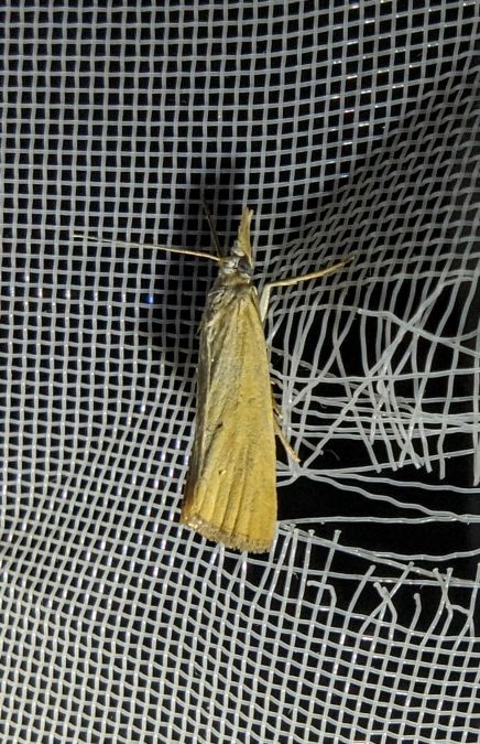 Xanthocrambus saxonellus 