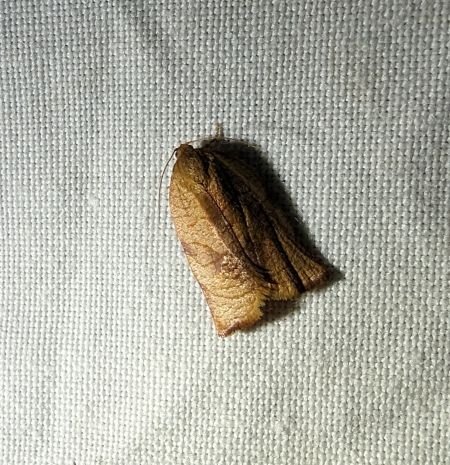 Archips podana 
