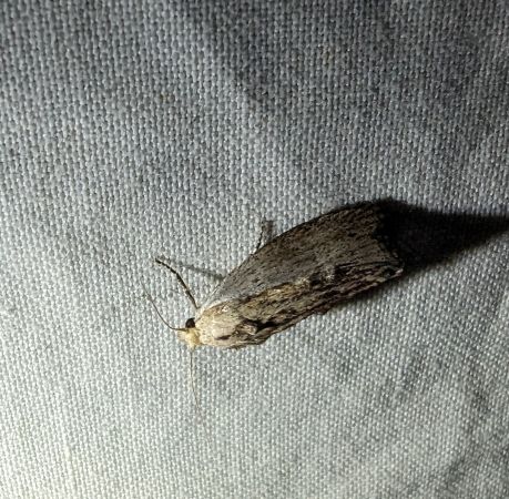 Fausse Teigne de la cire 