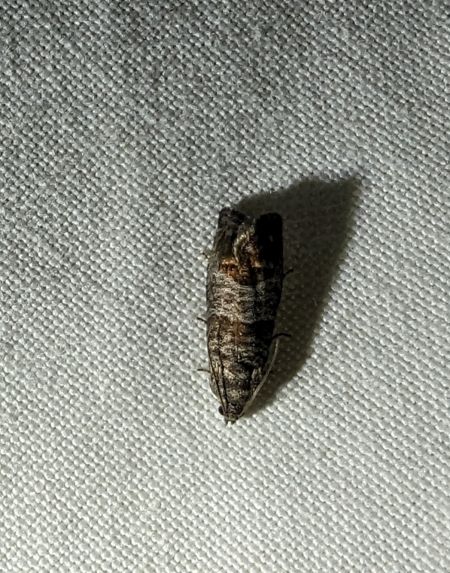 Cydia pomonella 