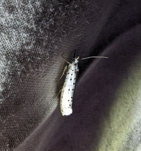 Yponomeuta sp. 