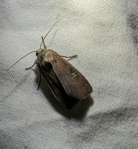 Trimaculée 