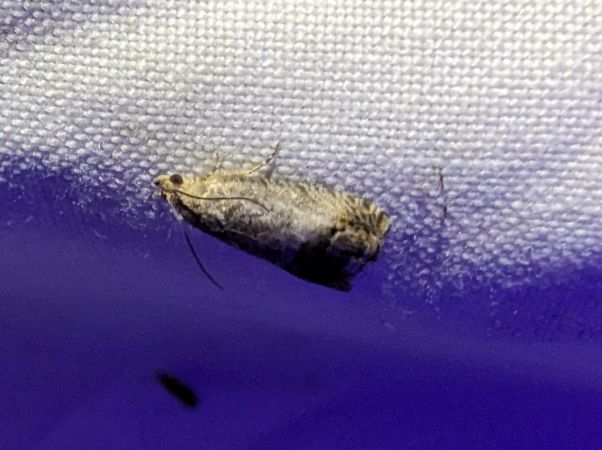 Cydia splendana 