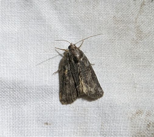 Bryophila raptricula 