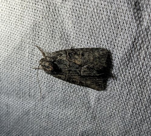 Bryophila raptricula 
