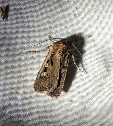 Euxoa obelisca 