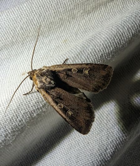 Euxoa obelisca 