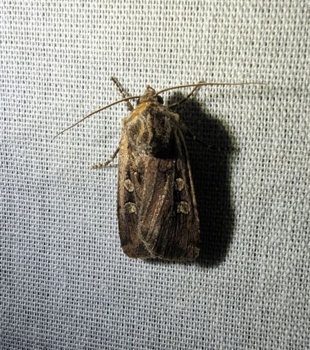 Euxoa obelisca 