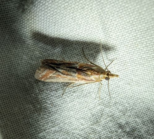 Ancylosis cinnamomella 
