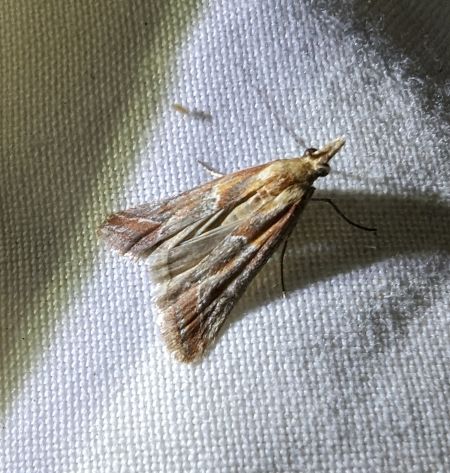 Ancylosis cinnamomella 