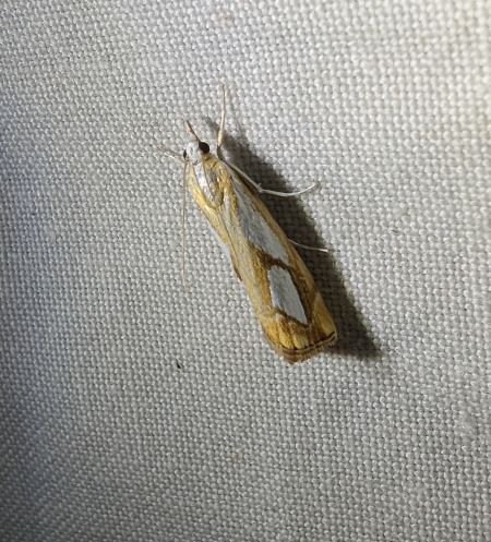 Catoptria pinella 