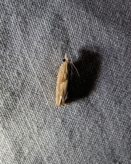 Eucosma conterminana 