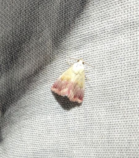 Noctuelle purpurine 