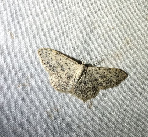 Scopula marginepunctata 