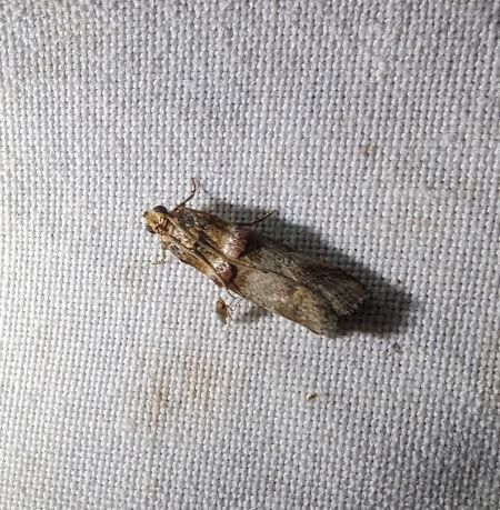 Acrobasis tumidana 