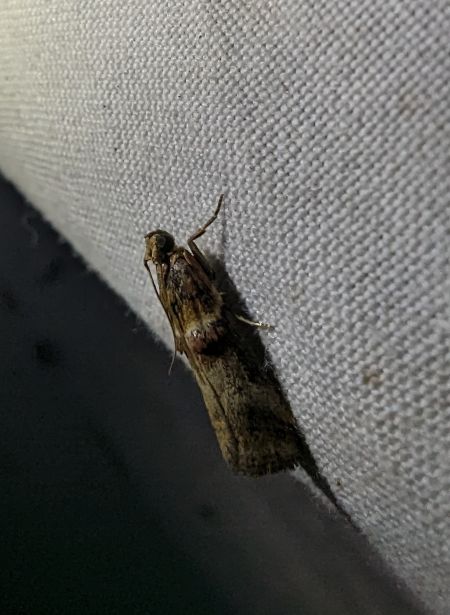 Acrobasis tumidana 