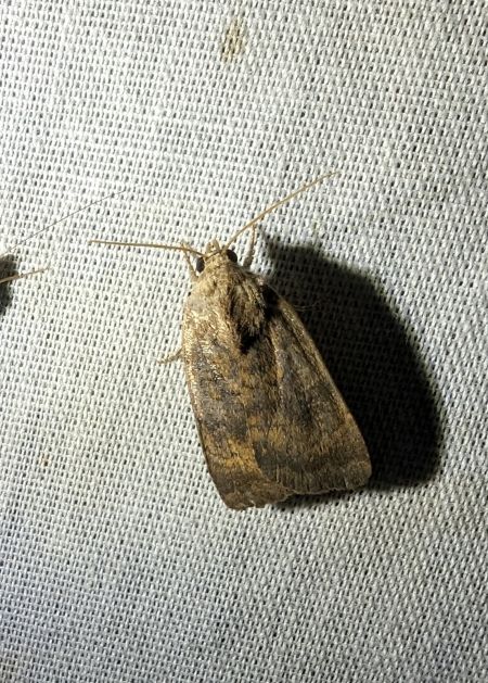 Noctua interjecta 