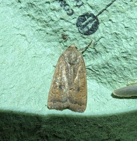 Noctua interjecta 
