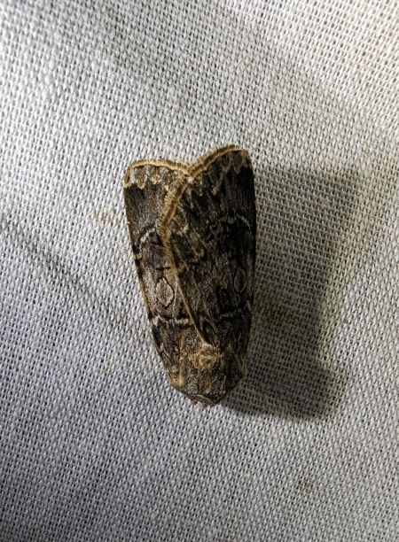 Noctuelle trapue 
