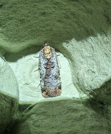 Epilecta linogrisea 
