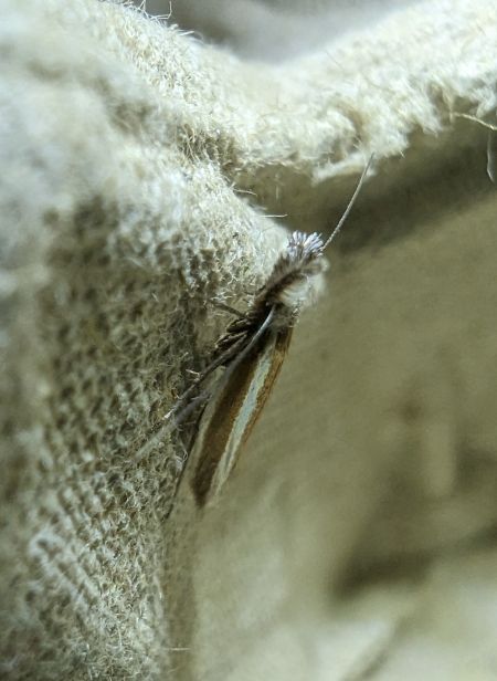 Pleurota aristella 