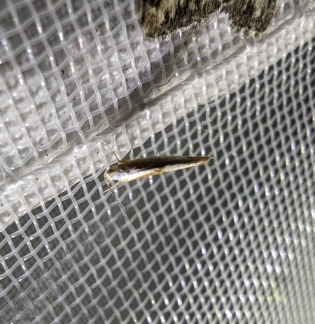 Argyresthia pruniella 