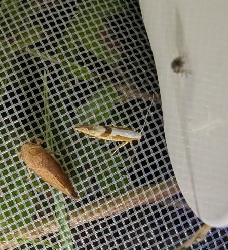 Argyresthia pruniella 