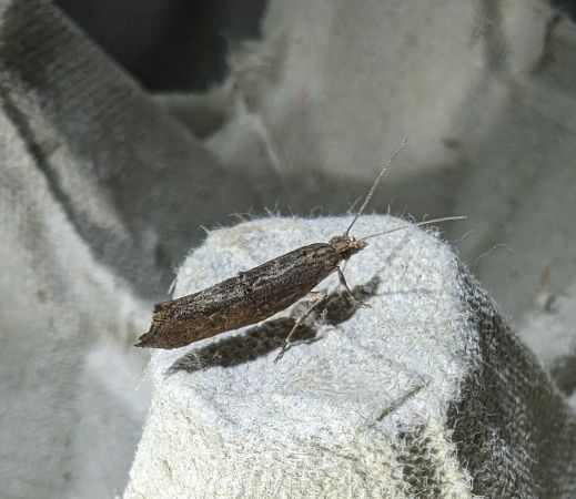 Ypsolopha horridella 