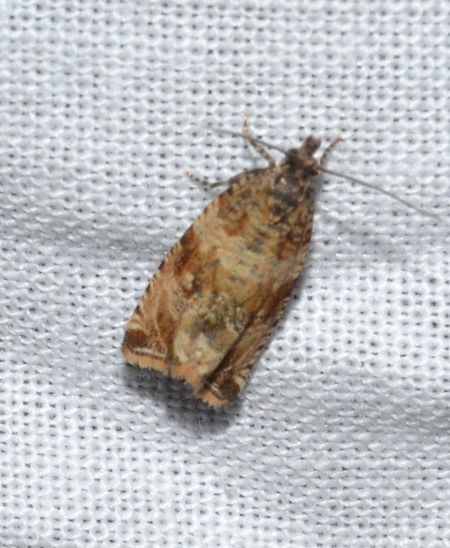 Celypha flavipalpana 