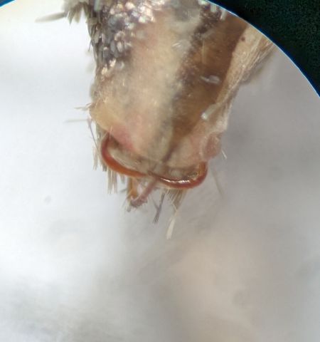 Xanthorhoe spadicearia 