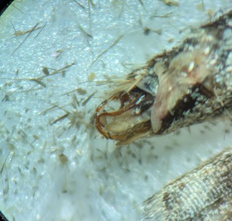 Xanthorhoe spadicearia 